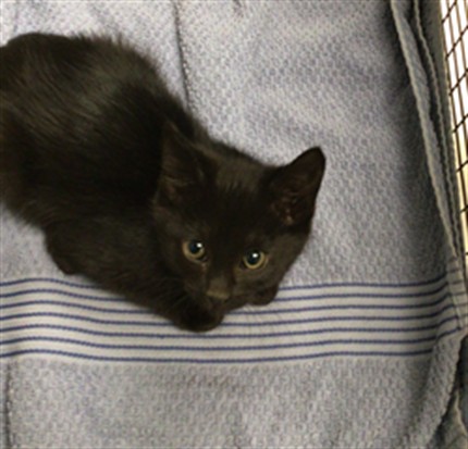 Shelter Stray Female Cat last seen 147TH & N HURON, 12155 Park Blvd, Brighton, CO 80601, USA