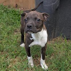 Shelter Stray Female Dog last seen PALO ALTO AND HUNTER'S POND, 4710 TX-151, San Antonio, TX 78227, USA