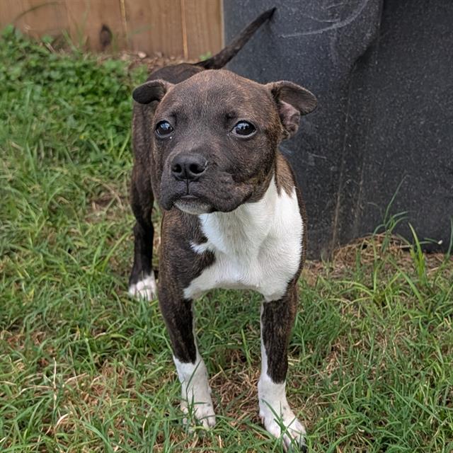 Shelter Stray Female Dog last seen PALO ALTO AND HUNTER'S POND, 4710 TX-151, San Antonio, TX 78227, USA