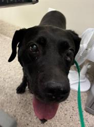 Shelter Stray Female Dog last seen LONGSPEAK & 4OTH, 12155 Park Blvd, Brighton, CO 80601, USA