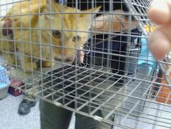 Shelter Stray Male Cat last seen CHARLOTTE, 8315 Byrum Dr, Charlotte, NC 28217, USA