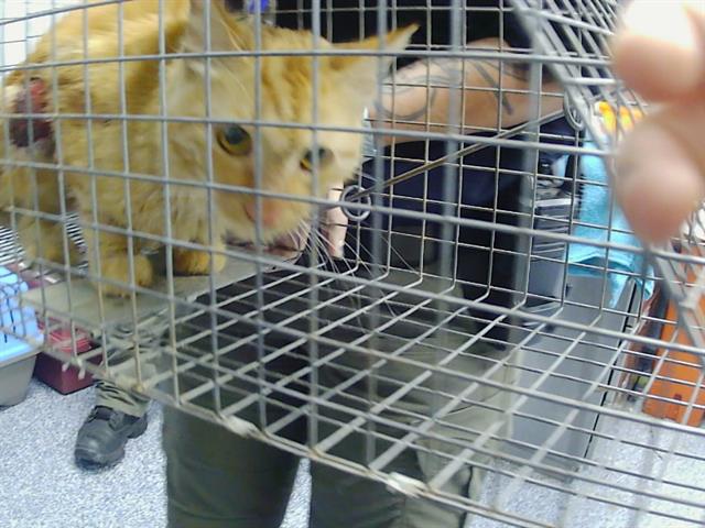 Shelter Stray Male Cat last seen CHARLOTTE, 8315 Byrum Dr, Charlotte, NC 28217, USA