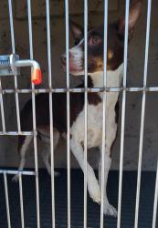 Shelter Stray Female Dog last seen Near BLOCK CECILE AVE, LAS VEGAS NV 89115, 655 N Mojave Rd, Las Vegas, NV 89101, USA