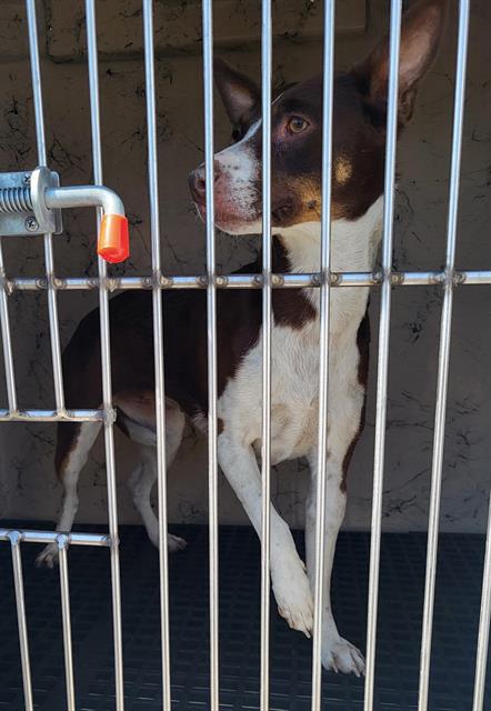 Shelter Stray Female Dog last seen Near BLOCK CECILE AVE, LAS VEGAS NV 89115, 655 N Mojave Rd, Las Vegas, NV 89101, USA