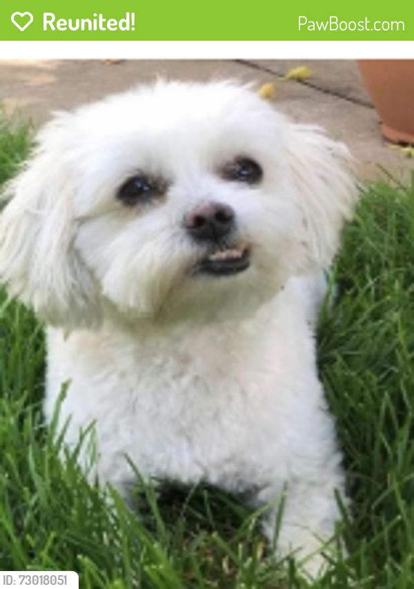Reunited Female Dog last seen West Bath Rd and Fox Trace Trail, Akron, OH 44223