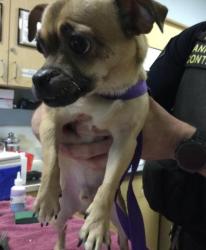 Shelter Stray Male Dog last seen Near BLOCK MAGNOLIA AVE, RIVERSIDE CA 92504, 6851 Van Buren Boulevard, Jurupa Valley, CA 92509, USA