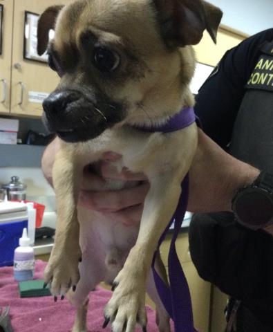 Shelter Stray Male Dog last seen Near BLOCK MAGNOLIA AVE, RIVERSIDE CA 92504, 6851 Van Buren Boulevard, Jurupa Valley, CA 92509, USA