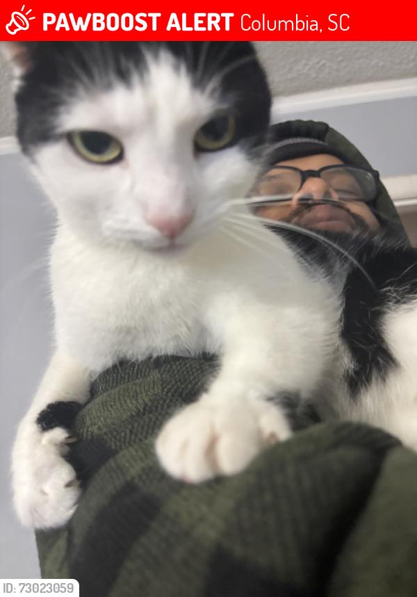 Lost Female Cat last seen Claudia Dr, Columbia, SC 29223