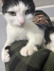 Lost Female Cat last seen Claudia Dr, Columbia, SC 29223