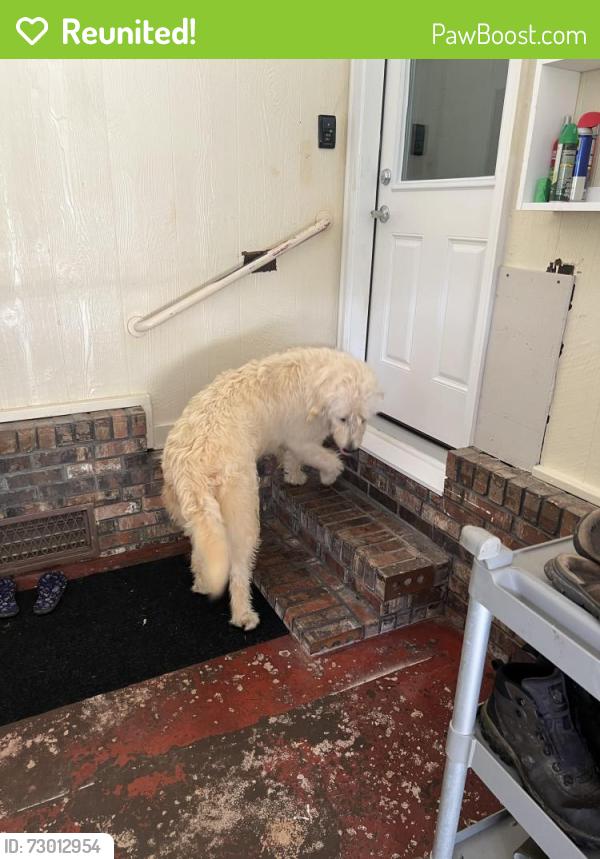 Reunited Male Dog last seen Center Point Rd, Temple, GA 30179