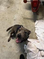 Found/Stray Female Dog last seen Amber Glen & Waterford Way, Millers Creek, AL 36695