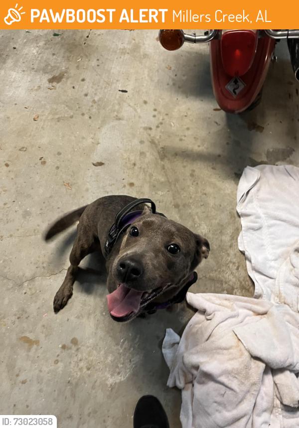 Found/Stray Female Dog last seen Amber Glen & Waterford Way, Millers Creek, AL 36695