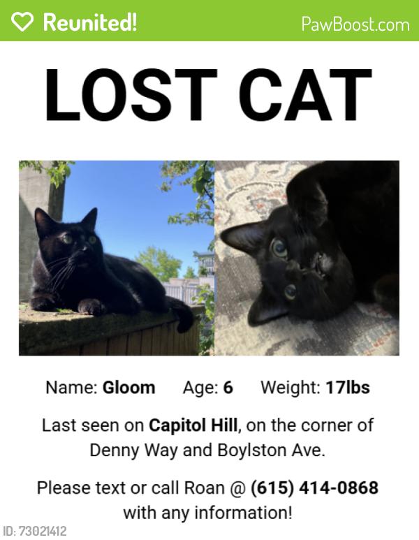 Reunited Male Cat last seen Denny Way and Boylston Avenue East, Seattle, WA 98102