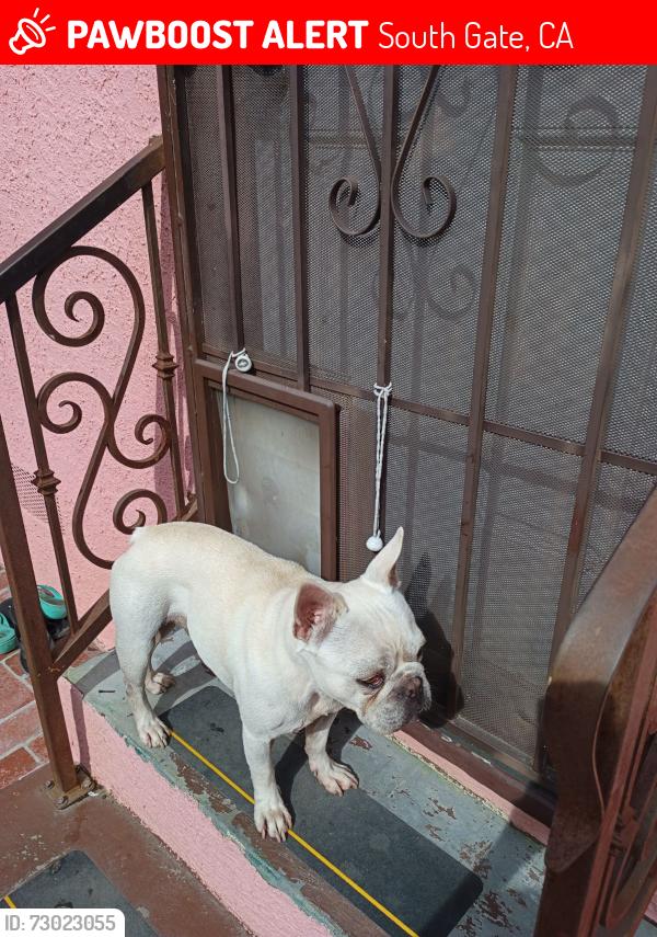 Lost Male Dog last seen South gate park near Walnut ave, near Tweedy Blvd , South Gate, CA 90280