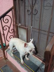 Lost Male Dog last seen South gate park near Walnut ave, near Tweedy Blvd , South Gate, CA 90280