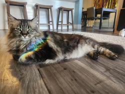 Lost Female Cat last seen 3rd and Inca Street, Denver, CO 80223