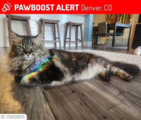 Lost Female Cat last seen 3rd and Inca Street, Denver, CO 80223