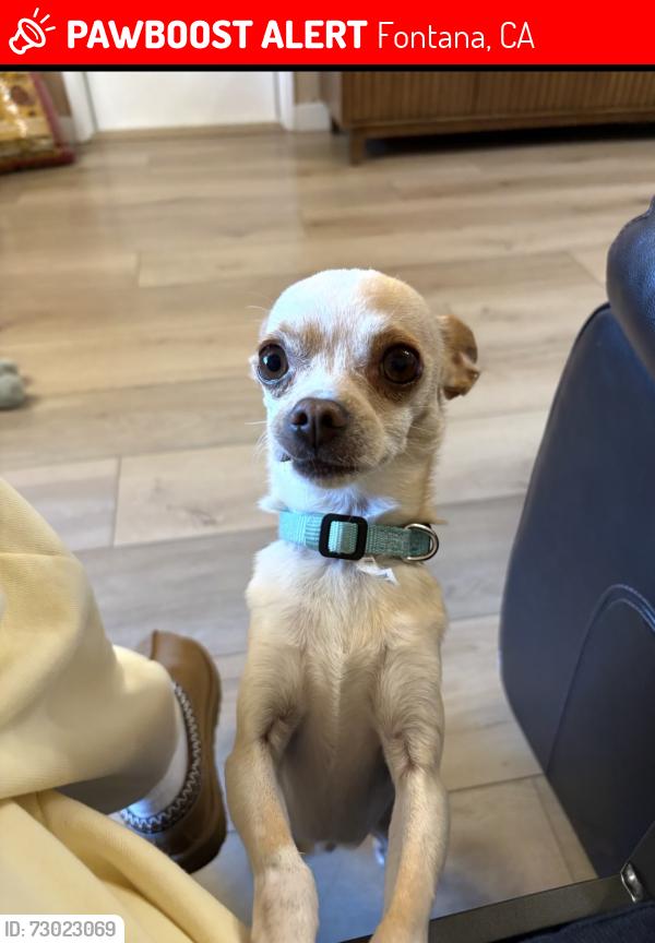 Lost Male Dog last seen Palmetto and Holly , Fontana, CA 92335