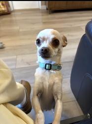 Lost Male Dog last seen Palmetto and Holly , Fontana, CA 92335