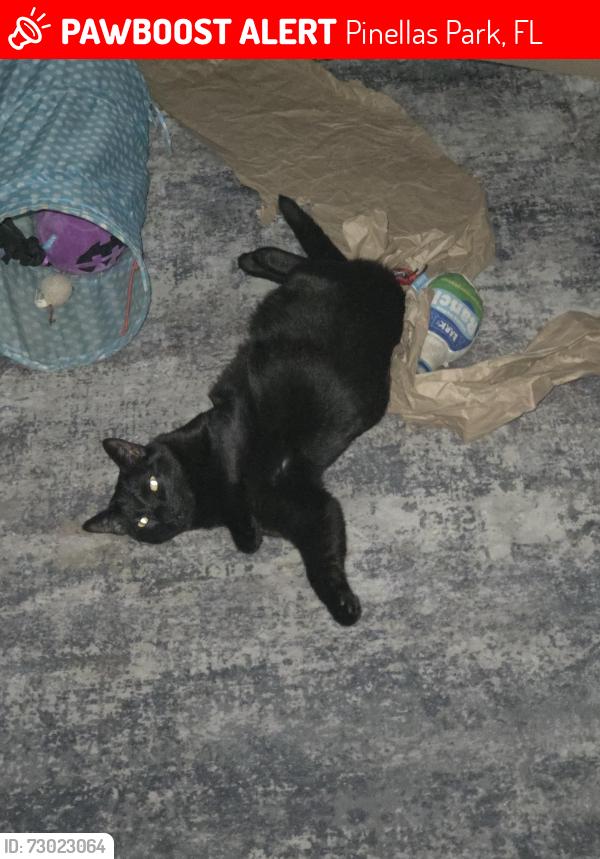 Lost Male Cat last seen 89th ave and 58th street, Pinellas Park, FL 33782
