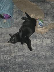 Lost Male Cat last seen 89th ave and 58th street, Pinellas Park, FL 33782