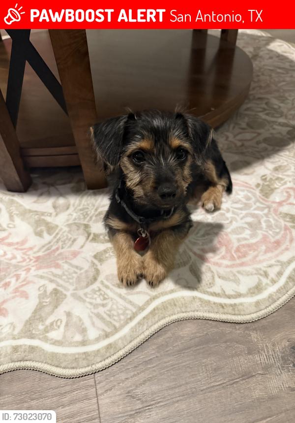 Lost Male Dog last seen Langdon subdivision , San Antonio, TX 78259