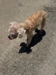 Reunited Male Dog last seen Black gold dr and tap rock dr McKinney 75070, McKinney, TX 75070