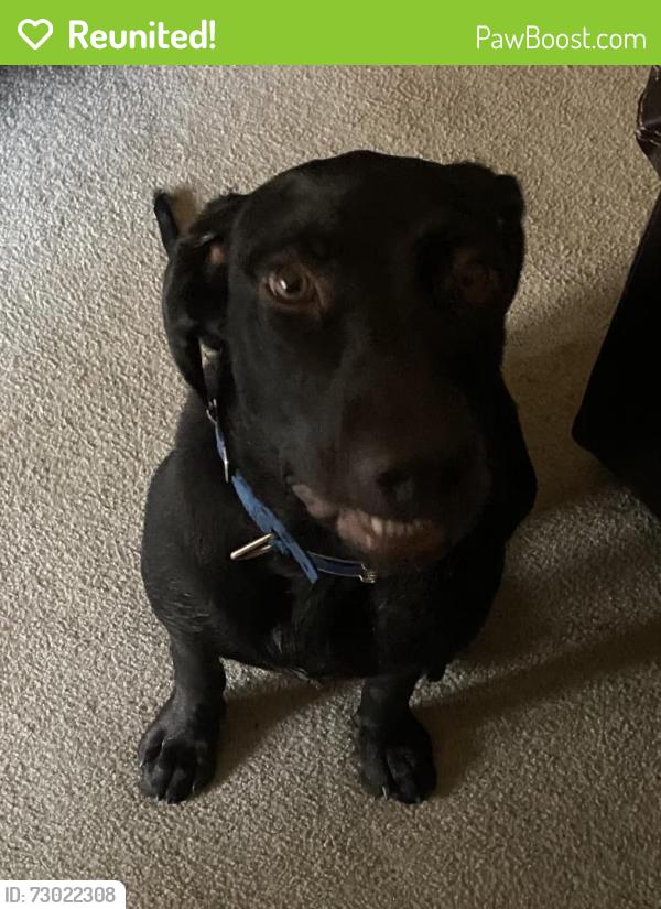 Reunited Male Dog last seen Cascade Drive and Saundersville Road, Nashville, TN 37138
