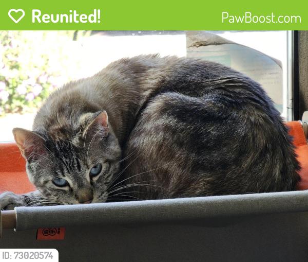 Reunited Female Cat last seen Hatillo Ave and Gresham St, Los Angeles, CA 91324