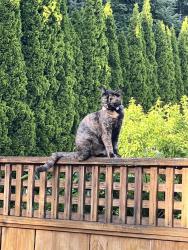 Lost Female Cat last seen 201st and 70A Ave, Langley, BC V2Y 2Y6