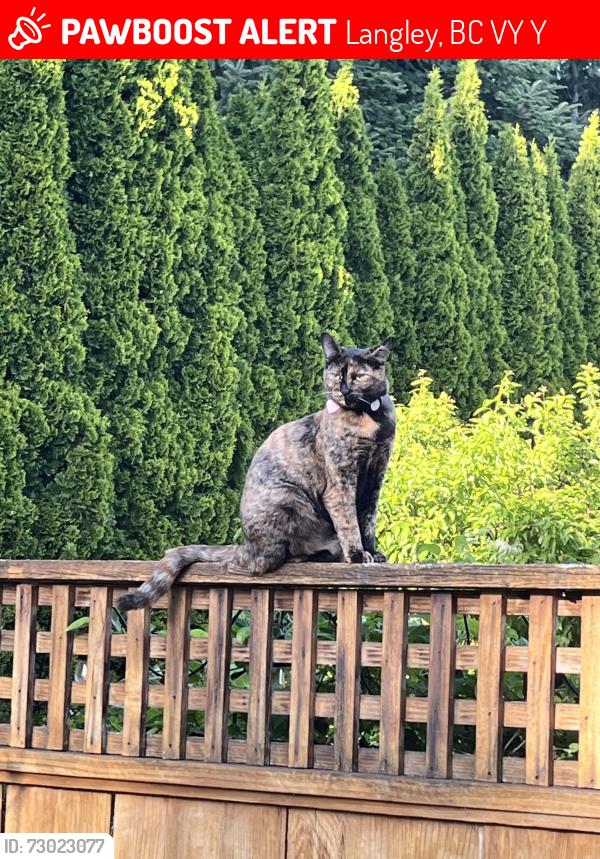 Lost Female Cat last seen 201st and 70A Ave, Langley, BC V2Y 2Y6