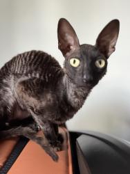 Lost Male Cat last seen Sunset and Palmer, Winter Park, FL 32789