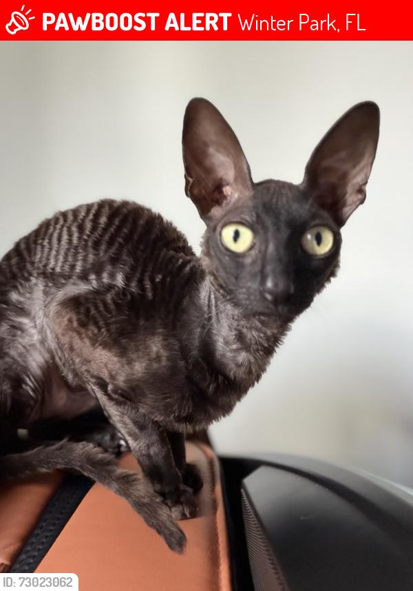 Lost Male Cat last seen Sunset and Palmer, Winter Park, FL 32789