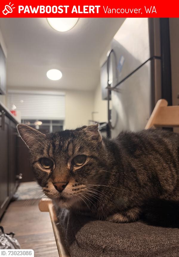 Lost Male Cat last seen My apmts, Vancouver, WA 98661