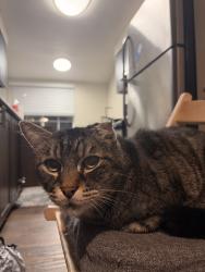 Lost Male Cat last seen My apmts, Vancouver, WA 98661