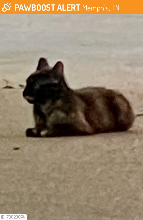 Found/Stray Unknown Cat last seen Stonewall and Avalon, Memphis, TN 38112