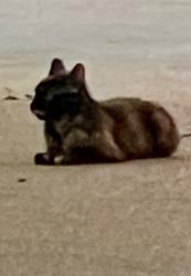 Found/Stray Unknown Cat last seen Stonewall and Avalon, Memphis, TN 38112