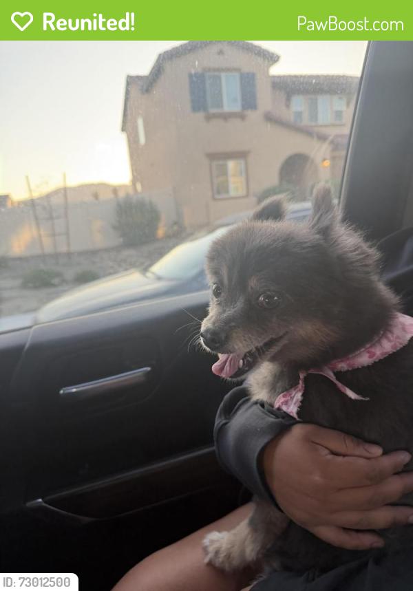 Reunited Female Dog last seen San Jacinto , San Jacinto, CA 92582