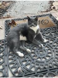 Lost Male Cat last seen Scuffletown and 418, Fountain Inn, SC 29644