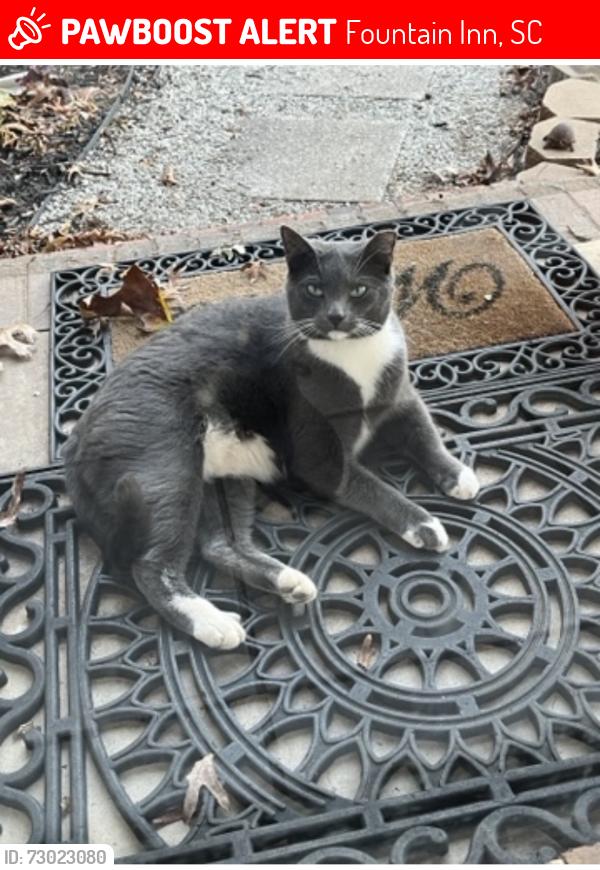 Lost Male Cat last seen Scuffletown and 418, Fountain Inn, SC 29644