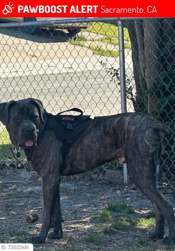 Lost Male Dog last seen Valley Hi Park on Center parkway south Sacramento , Sacramento, CA 95823