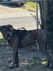 Lost Male Dog last seen Valley Hi Park on Center parkway south Sacramento , Sacramento, CA 95823