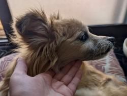 Reunited Male Dog last seen Fourth plain near St John’s , Vancouver, WA 98661