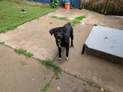 Found/Stray Male Dog last seen Lincoln and hillside, Wichita, KS 67211