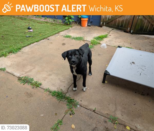 Found/Stray Male Dog last seen Lincoln and hillside, Wichita, KS 67211