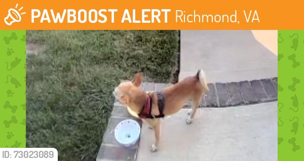 Found/Stray Unknown Dog last seen Near N 32nd St and T St., Richmond, VA 23223