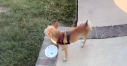 Found/Stray Unknown Dog last seen Near N 32nd St and T St., Richmond, VA 23223