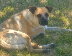 Found/Stray Male Dog last seen Between J & Date and J4 & Date, Lancaster, CA 93534