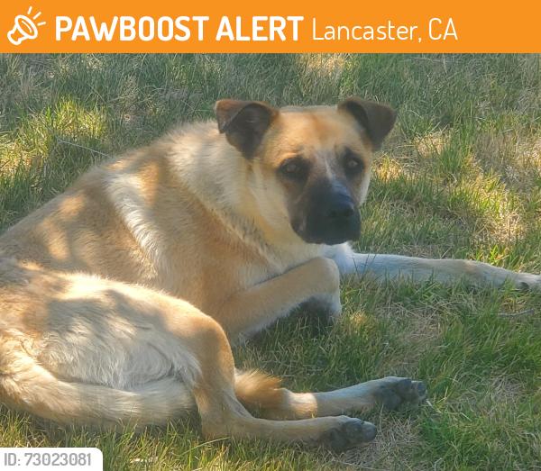 Found/Stray Male Dog last seen Between J & Date and J4 & Date, Lancaster, CA 93534