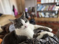 Lost Male Cat last seen Near Old Leicester Hwy. , Asheville, NC 28806